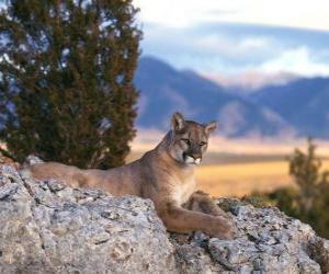 yapboz Puma, dağ aslanı veya panter, büyük bir soliter kedi